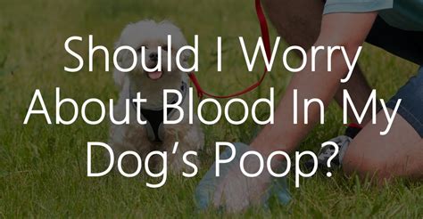 Hematochezia is bright red blood. Should I Worry About Blood In My Dog's Poop? - Whitney Living
