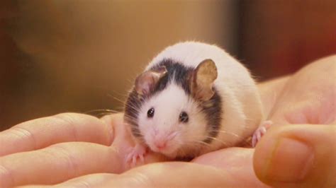 江戸時代、ペットに ネズミ が流行っていた？当時の人々が愛した動物たち｜世界ふしぎ発見｜tverプラス テレビ番組最新情報＆エンタメニュースまとめ