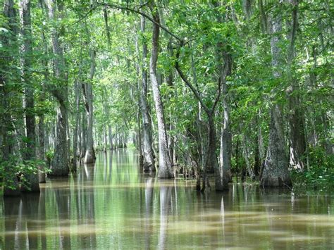 Hutan Bakau Pengertian Sebaran Peran And Kondisi Mangrove