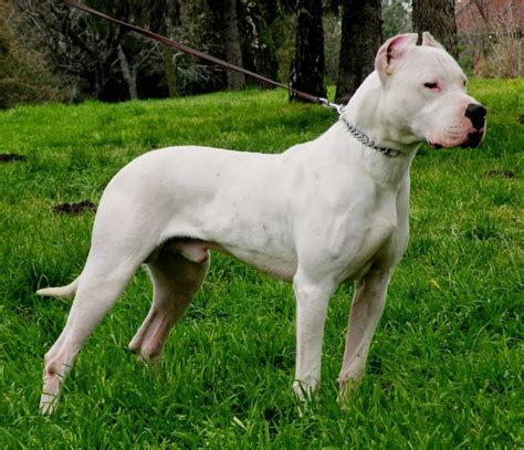 Dogo Argentino Origin And History Dog Breeds All Types Of Dogs