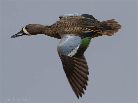Blue Winged Teal Flickr Photo Sharing