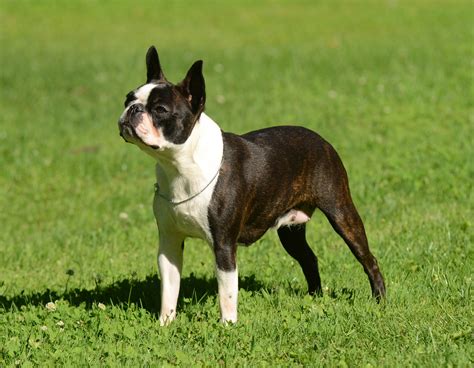 In fact, some dog breeds like the bichon frise will absolutely 5 pawesome dog breeds for apartments! Best Dogs for Apartment Life - Small, Medium, & Large - My ...