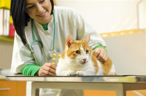What Is Eosinophilic Granuloma Complex In Cats Causes Symptoms And