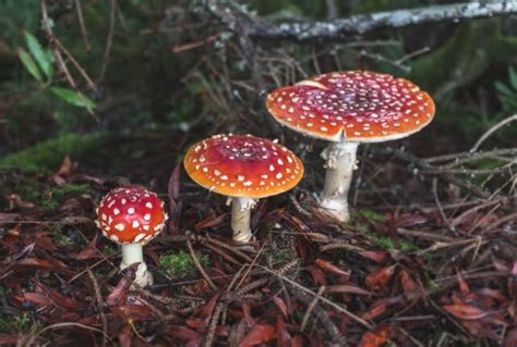 Decomposer Definition Function And Examples Biology Dictionary