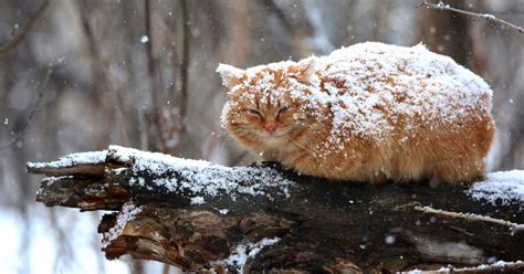How To Keep Outdoor And Feral Cats Safe In The Winter