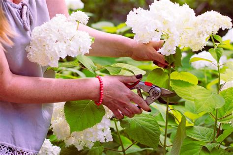 How To Take Hydrangea Cuttings Effectively Uk