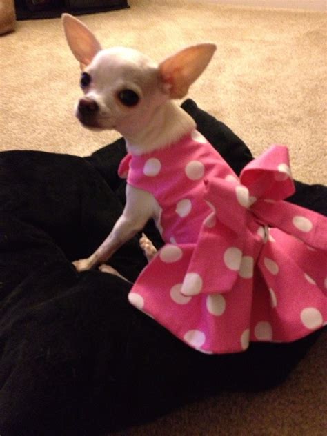 Dress I Made For Piper Dog Clothes Diy Small Dog Clothes Puppy Clothes
