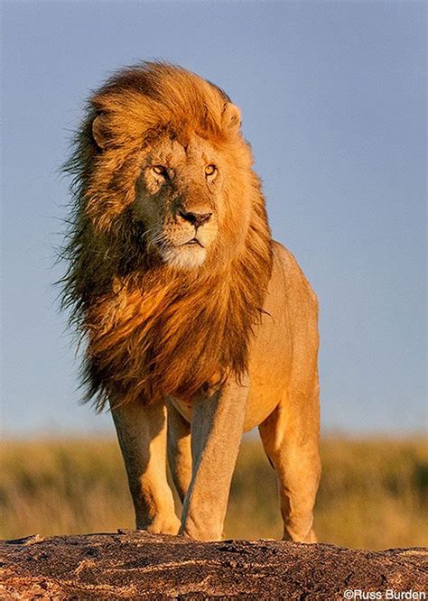 Leão Panthera Leo Fotos De Animais Selvagens Imagens De Animais
