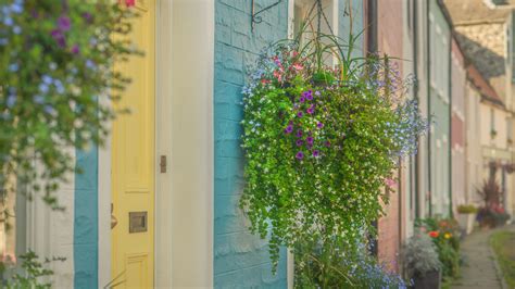 20 Trailing Plants Perfect For Hanging Baskets