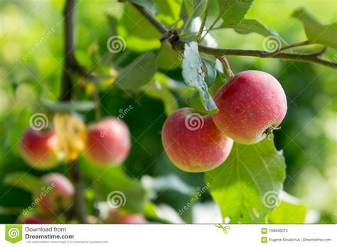 Apple Tree With Apples 5 Stock Photo Image Of Fresh 108836074