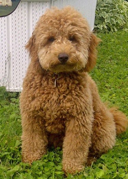 We have males and females in chocolate. Mini Goldendoodle for Sale Near Me | Mini Goldendoodle