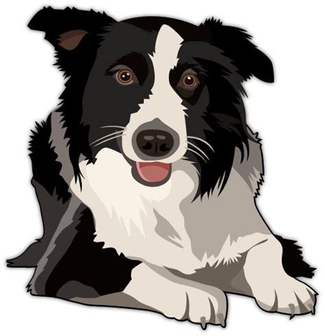 Border Collie Vector Dog Drawing Border Collie Art Dog Portraits