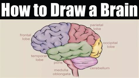 How To Draw A Brain How To Draw Brain Easy Youtube