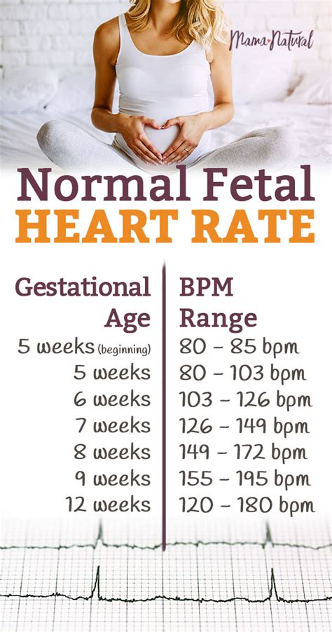 Fréquence Cardiaque Fœtale Normale Votre Bébé Est Il Sur La Bonne