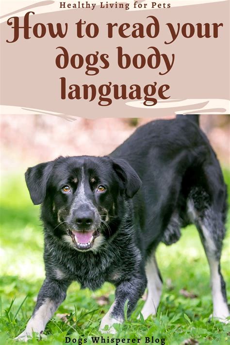 Learn How To Read Your Dogs Body Language Dog Body Language Dogs