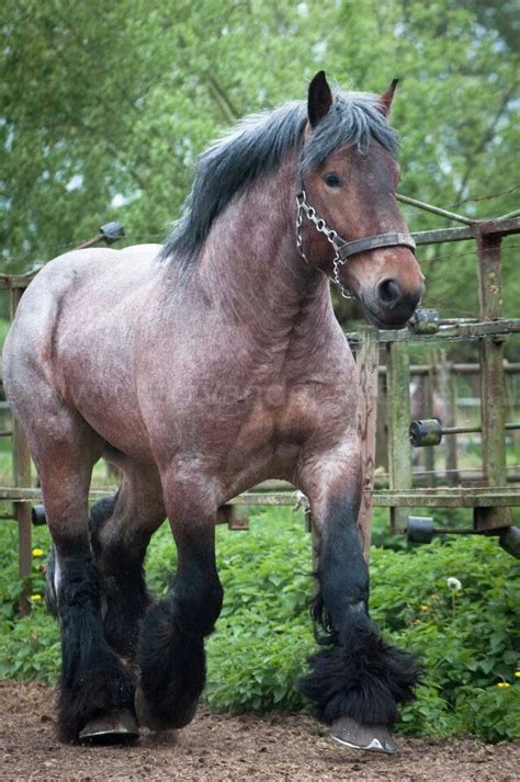 Ladies And Gentlemen I Give You The Brabant Horse