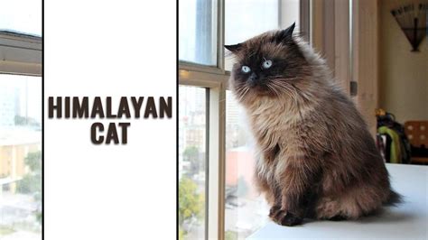 Himalayan Cat Breed Information And Personality Petmoo