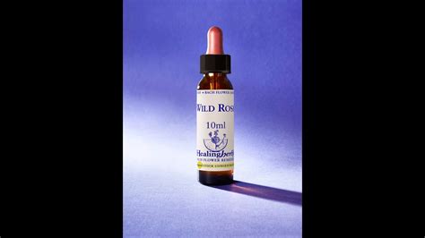 Wild Rose Bach Flower Remedy For Apathy And Have No Energy Or