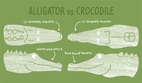 They are evolving since 250 million years. alligator Archives - AweSci - Science Everyday