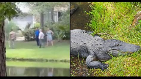Alligator Kills Woman On Dog Walk Then Guards Her Body Trendradars