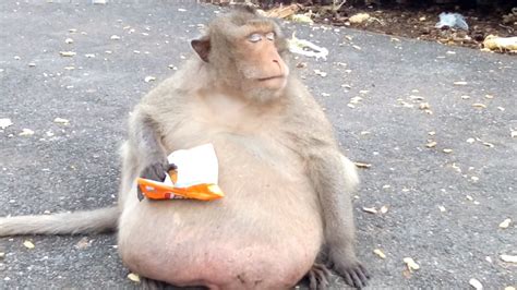Thailands Famous Macaque Uncle Fat Placed On A Diet
