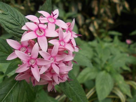 Birthday, get well, anniversary, thank you, housewarming Celia Bates: Urban Stems Flowers Sri Lanka / Greens Flower ...
