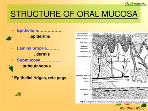Ppt Oral Mucosa Powerpoint Presentation Free Download Id5775685