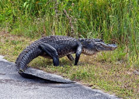 Alligator Walking On Road