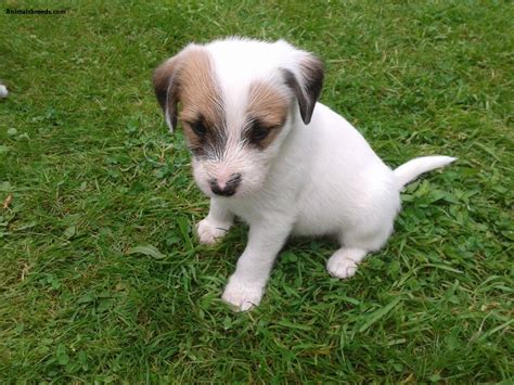 Parson russell terriers range from parson russell terriers will do well in a house with a fenced yard or in an apartment if exercised find parson russell terrier puppies with our free breeder search! Jack Russell Terrier - Pictures, Information, Temperament ...