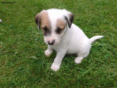 Parson russell terriers require daily exercise and mental stimulation. Jack Russell Terrier - Pictures, Information, Temperament ...