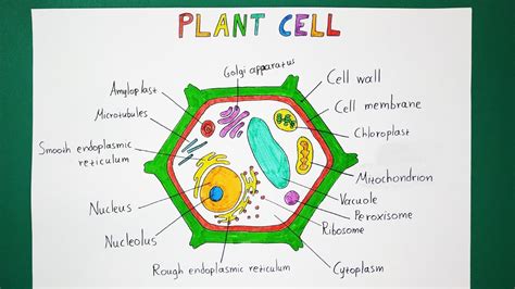 How To Draw A Plant Cell With Labels Muppets Animal Drawing At