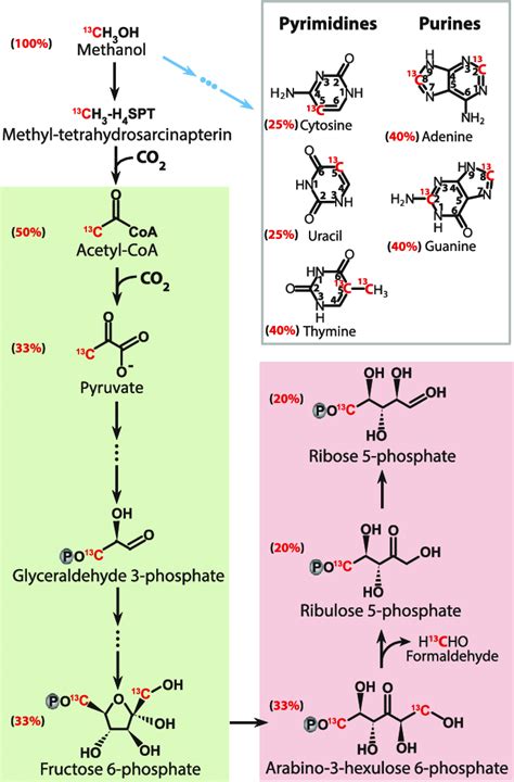 Biosynthesis Of Nucleotide Moieties The Pyrimidine And Purine Bases