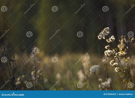 Wild Nature Of Russia In The Summer Stock Photo Image Of Colourful