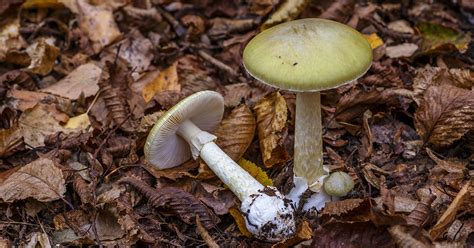 The 5 Most Toxic Mushrooms In North America