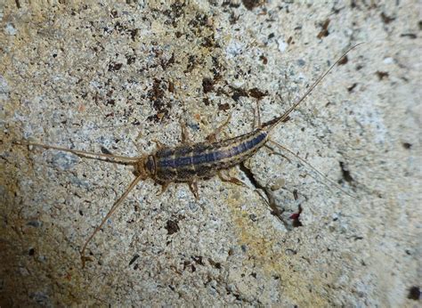 Family pest control llc has been providing quality pest control services in san antonio since 1981. Little-Known Pests: Silverfish - Apple Pest Control