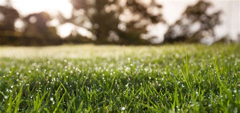 Dazu erhalten sie tipps zur dosierung und anwendung von rasendünger. Rasen düngen im Herbst: Die letzte Düngung des Jahres ...