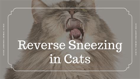 Reverse Sneezing In Cats — River Landings Animal Clinic In Bradenton