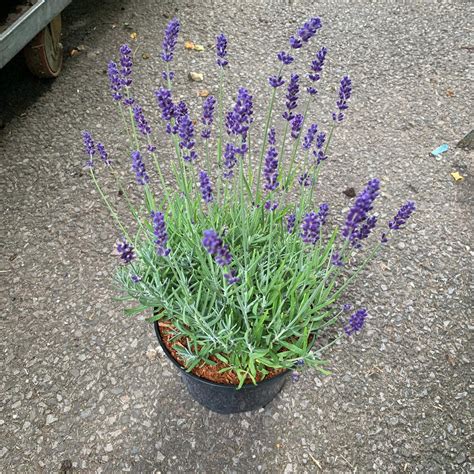 Lavender Angustifolia Hidcote 3ltr Pot Bunkers Hill Plant Nursery