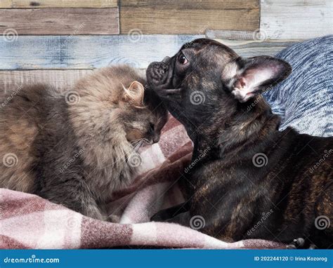 Cute Cat And Dog Cuddling Each Other Face Affectionate Good Relations