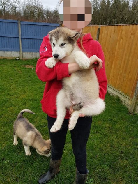 Give a dog a home without leaving yours. Alaskan Malamute Puppies For Sale | Sacramento, CA #289273