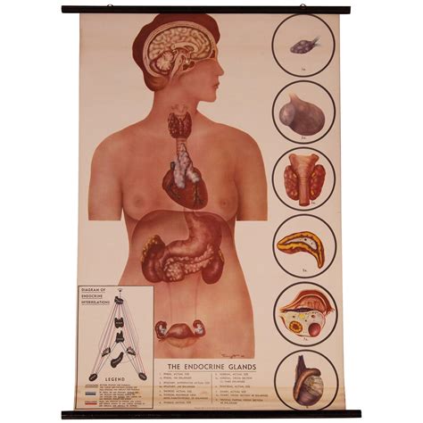 Authentic Vintage Anatomy Chart Vintage Educational Chart Human Anatomy Babe Chart Vintage