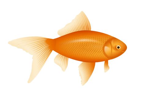Collection Of Small Fish Png Hd Pluspng