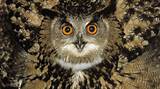 Photos of High Resolution Owl Photos
