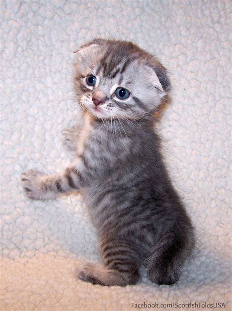 How Much Does A Scottish Fold Munchkin Cat Cost Franklin Morrisons