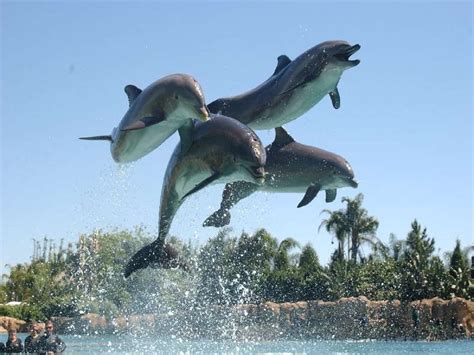 Swim With Dolphins At Dolphin Cove Jamaica