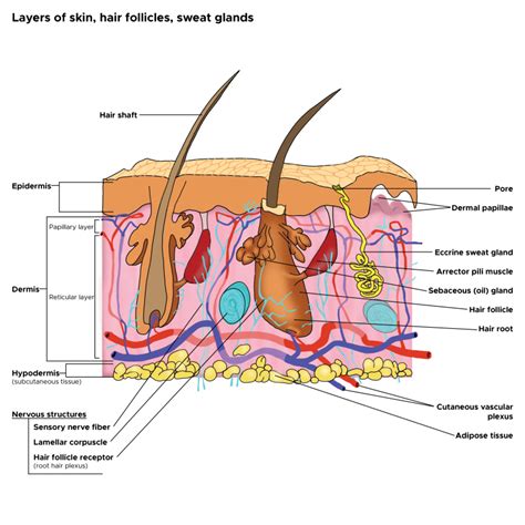 Structure Of The Human Skin Cross Section Of Hair Follicle With
