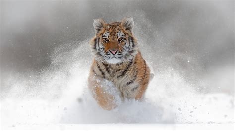 Tiger Is Running On Snow Field During Daytime Hd Animals Wallpapers
