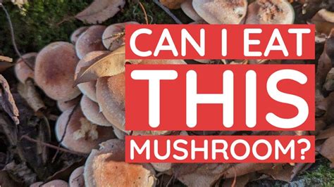 Discover And Id This Rare Fall Mushroom Youtube