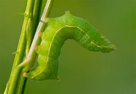 Green Caterpillar Identification And Guide Caterpillar Insect Hornworm