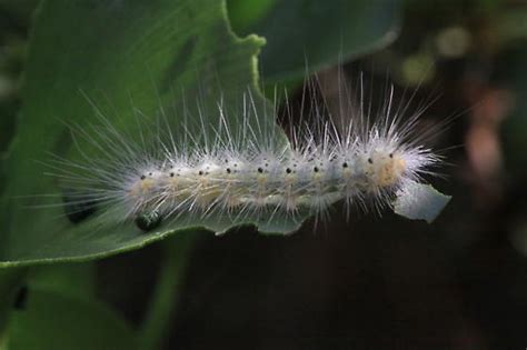 These larvae are about 2 inches long they have dense yellow setae short hairs covering the body tha caterpillar poisonous. White caterpillar with long hairs and yellow and black ...